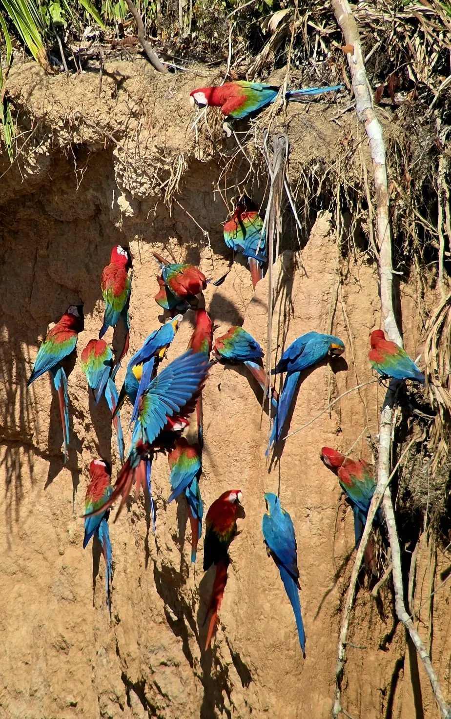 Peru 2025: From the Pacific Coast to the Amazon Rainforest