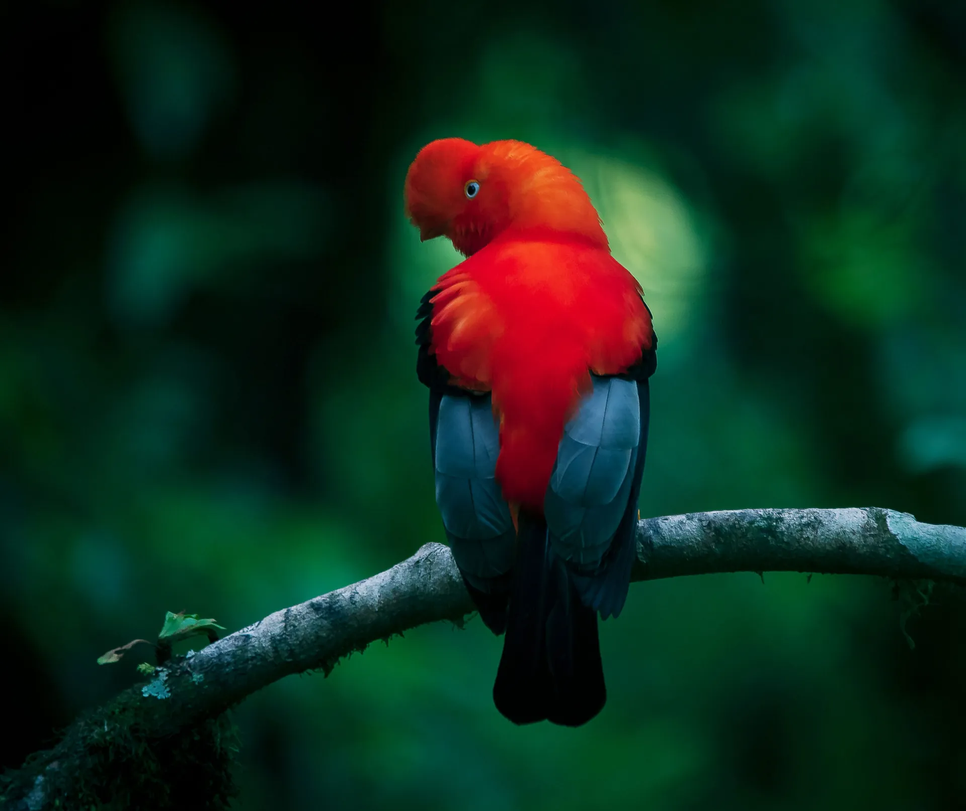 Andean Cock of the Rock