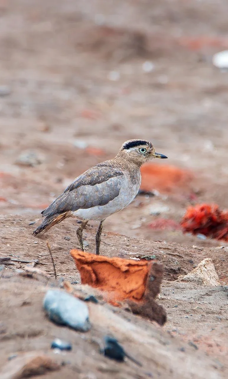 Coastal-Highland Endemics Peru