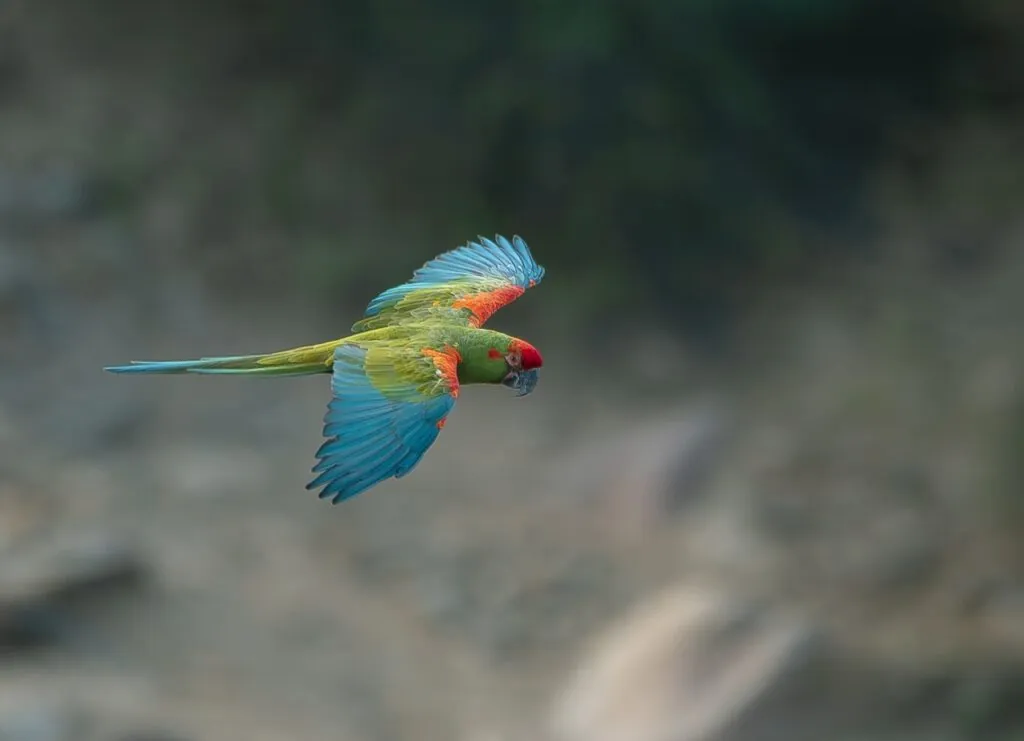 Bolivia