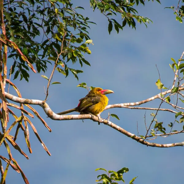 Wildlife photography
