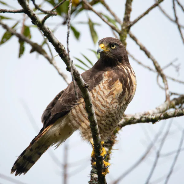 Bird portrait