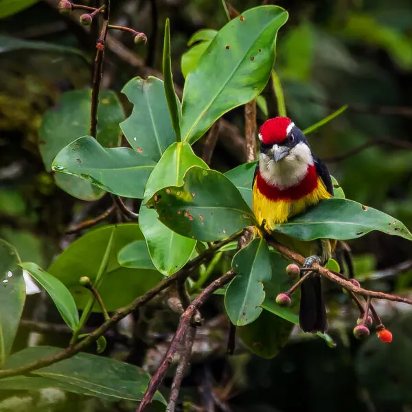 Peru bird species