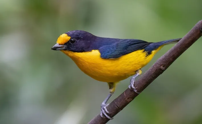 Atlantic Rainforest