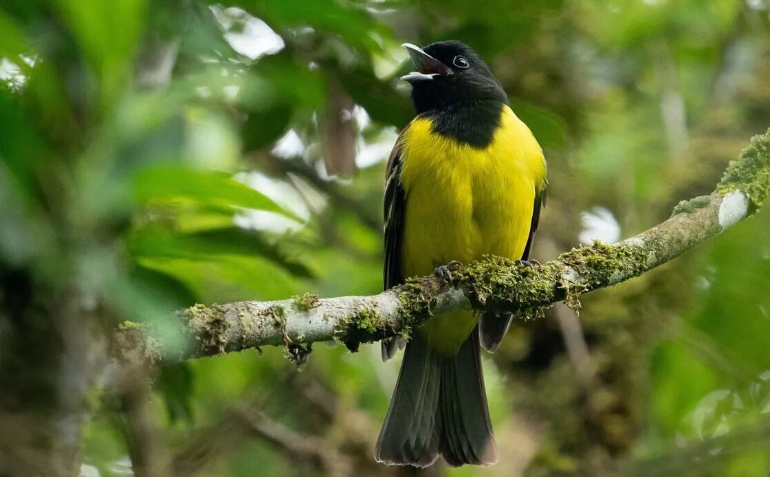 Bird species in the Atlantic Forest, Brazil