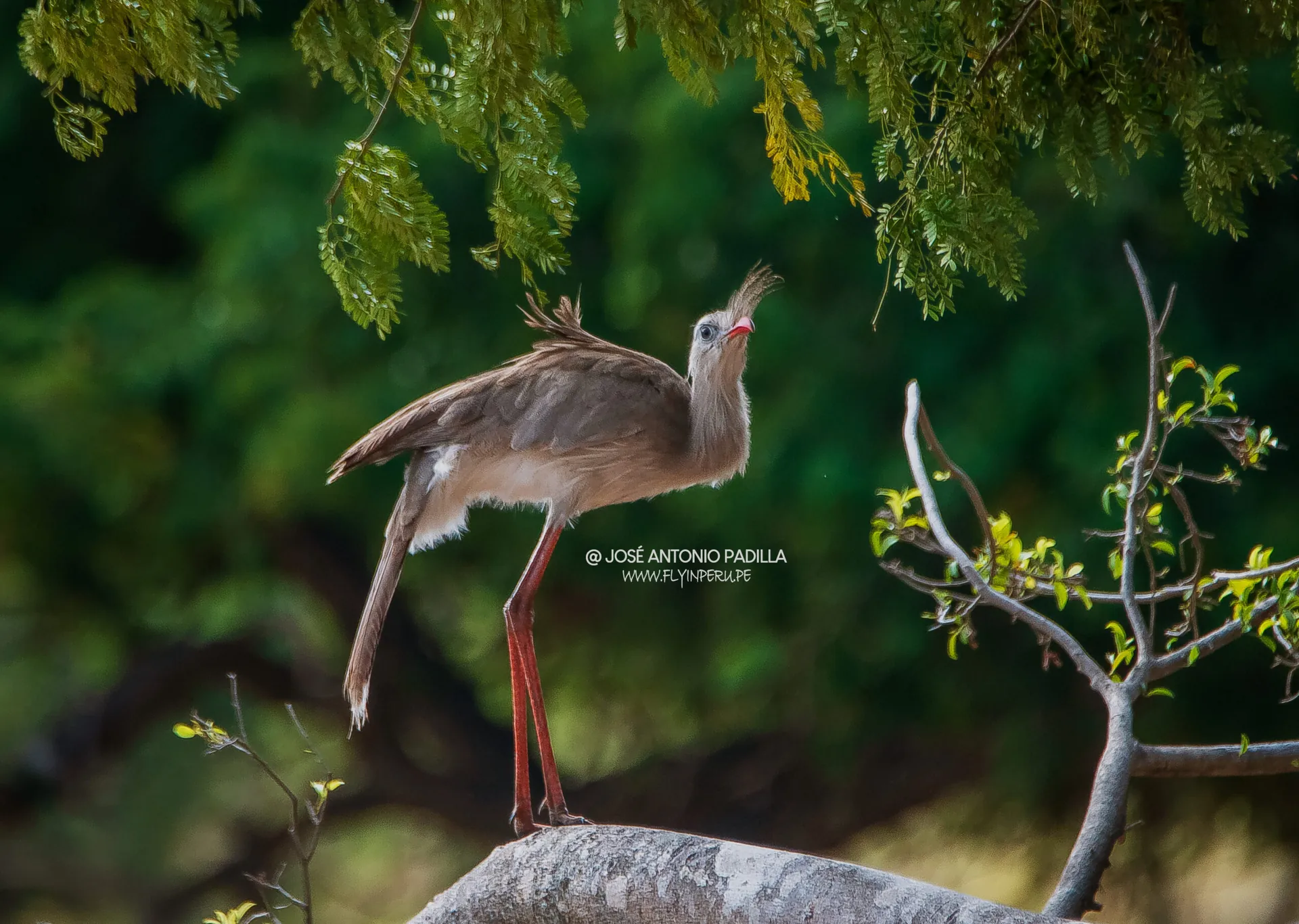 The Best of Pantanal