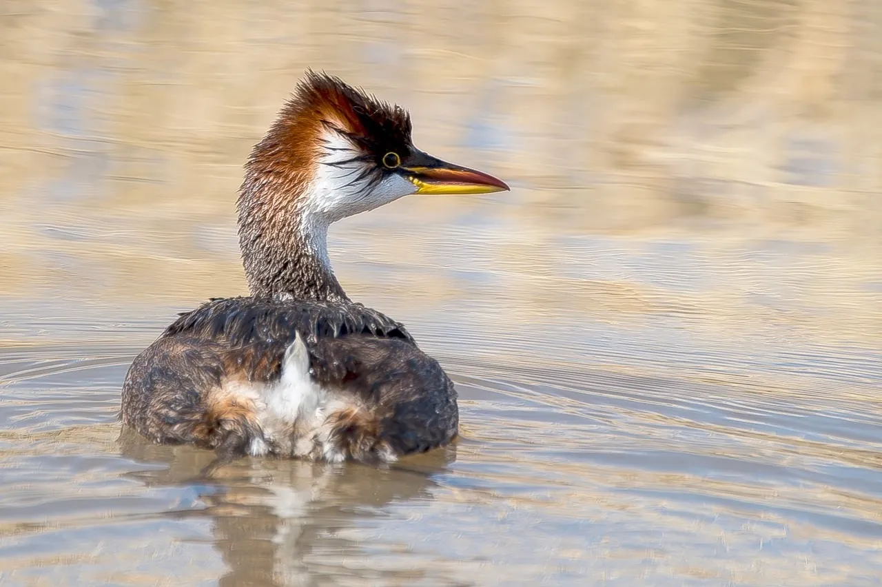 The Great Birding